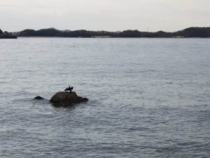 花渕小浜漁港周辺（宮城・七ヶ浜）
